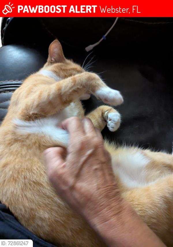 Lost Male Cat last seen CR721 Linden , Webster, FL 33597