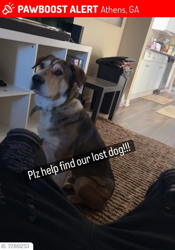Lost Male Dog last seen S Barnett shoals road ATHENS GA , Athens, GA 30605