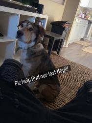 Lost Male Dog last seen S Barnett shoals road ATHENS GA , Athens, GA 30605