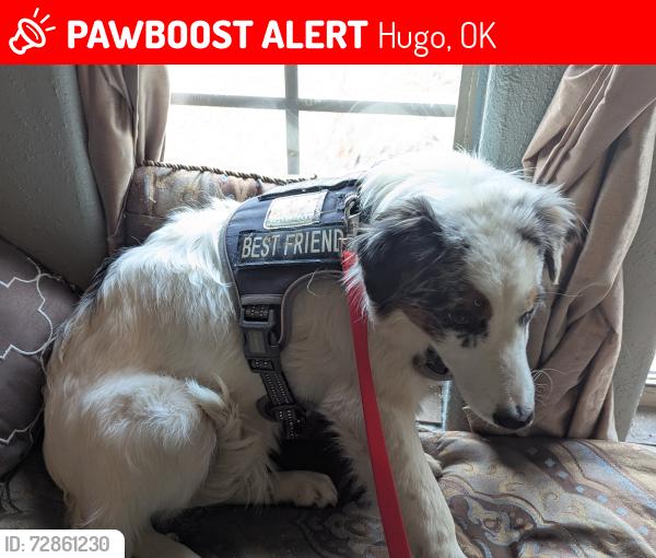 Lost Female Dog last seen Hwy 70, Hugo, OK 74743