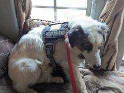 Lost Female Dog last seen Hwy 70, Hugo, OK 74743