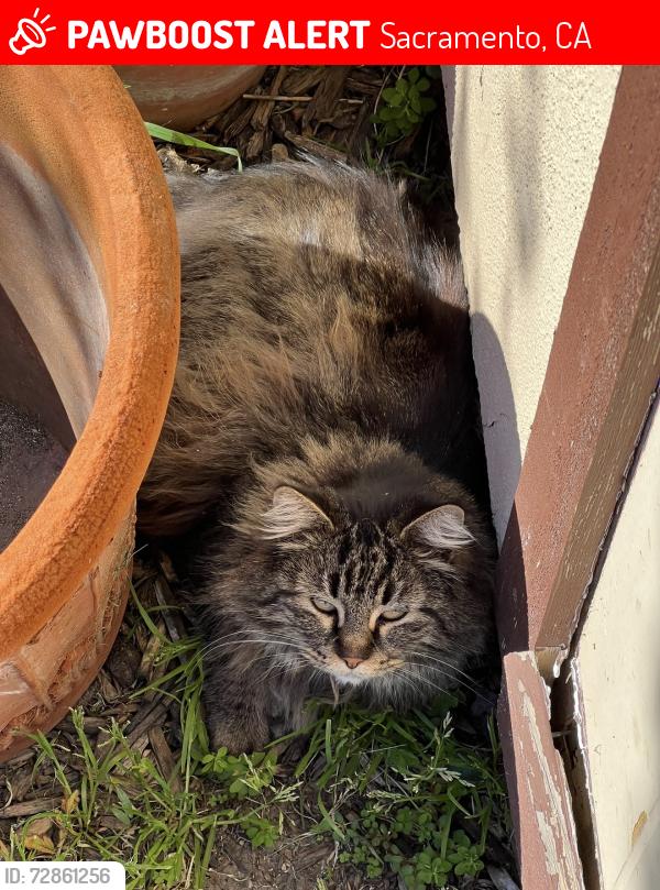 Lost Female Cat last seen Valley Hi Drive, Sacramento, CA 95823