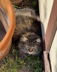 Lost Female Cat last seen Valley Hi Drive, Sacramento, CA 95823