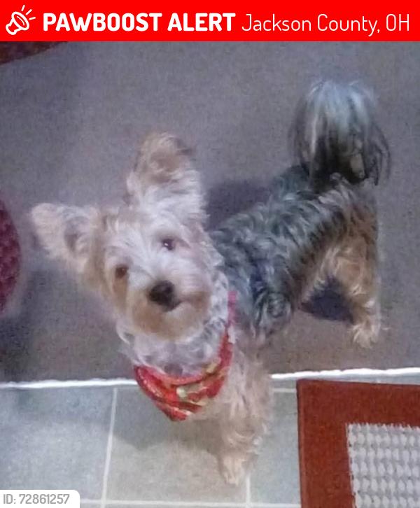 Lost Male Dog last seen Bethel Ridge Rd, Jackson County, OH 45613