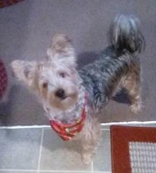 Lost Male Dog last seen Bethel Ridge Rd, Jackson County, OH 45613