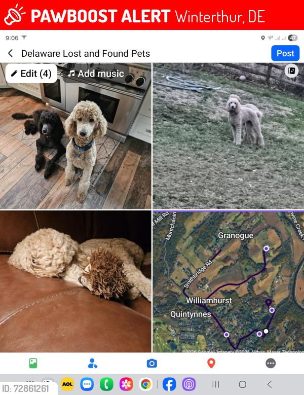 Lost Male Dog last seen Smithbridge road, near brandywine creek, Winterthur, DE 19807