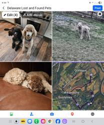 Lost Male Dog last seen Smithbridge road, near brandywine creek, Winterthur, DE 19807