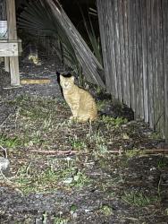 Found/Stray Unknown Cat last seen San Jose blvd, Jacksonville, FL 32257