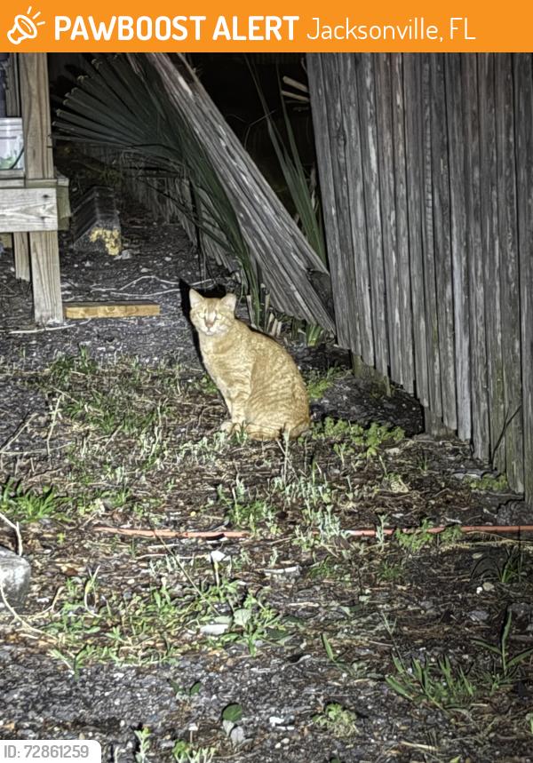 Found/Stray Unknown Cat last seen San Jose blvd, Jacksonville, FL 32257