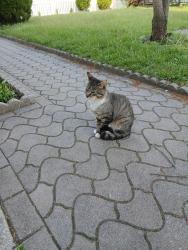 Found/Stray Male Cat last seen Van Riper and Fleischer pl, Clifton, NJ 07011