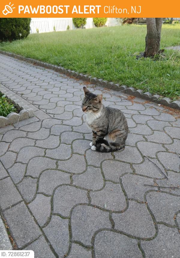 Found/Stray Male Cat last seen Van Riper and Fleischer pl, Clifton, NJ 07011