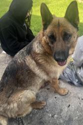 Found/Stray Female Dog last seen W 52nd Street & Lafayette Rd, Indianapolis, IN 46254