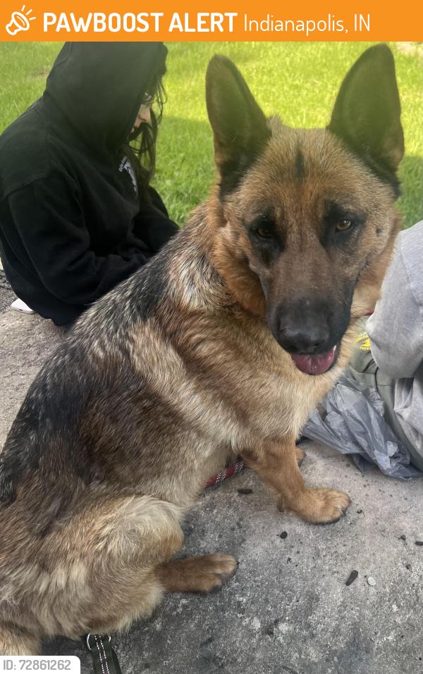 Found/Stray Female Dog last seen W 52nd Street & Lafayette Rd, Indianapolis, IN 46254