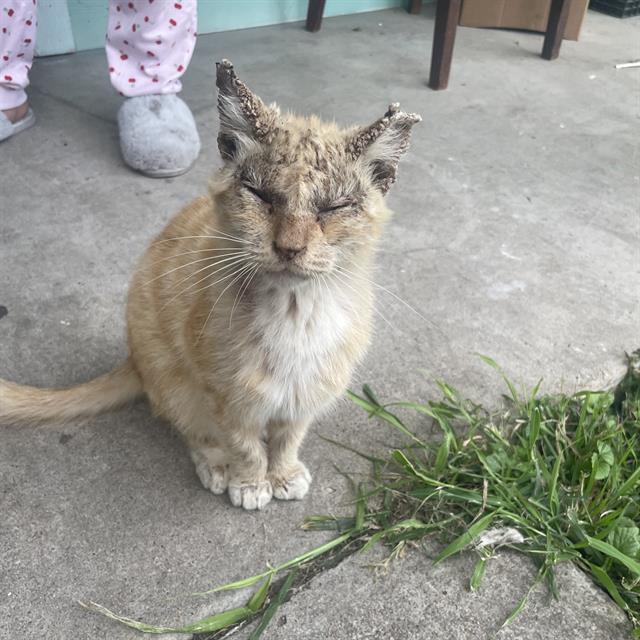 Shelter Stray Male Cat last seen Near BLOCK OF SAN PATRICIO, San Antonio, TX 78227
