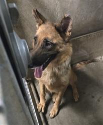 Shelter Stray Female Dog last seen , San Pedro, CA 90731