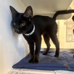Shelter Stray Female Cat last seen Near BLOCK EVEREST AVE RIVERSIDE, Jurupa Valley, CA 92509