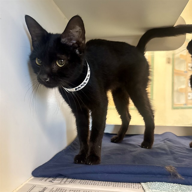 Shelter Stray Female Cat last seen Near BLOCK EVEREST AVE RIVERSIDE, Jurupa Valley, CA 92509