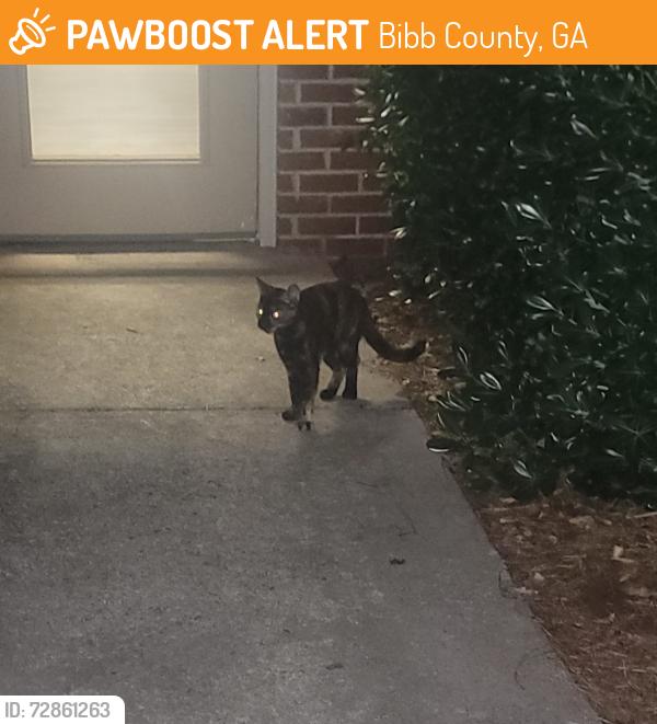 Found/Stray Unknown Cat last seen Pavilion at Plantation Way , Bibb County, GA 31210