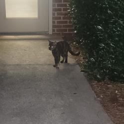 Found/Stray Unknown Cat last seen Pavilion at Plantation Way , Bibb County, GA 31210
