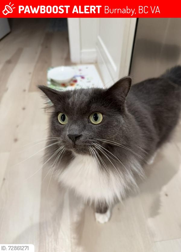 Lost Male Cat last seen Duthie st burnaby, Burnaby, BC V5A