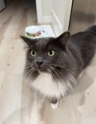 Lost Male Cat last seen Duthie st burnaby, Burnaby, BC V5A