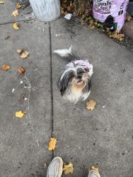 Reunited Female Dog last seen 26th ave ne & 7th st ne, Minneapolis, MN 55418