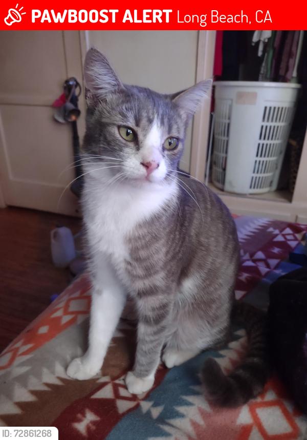 Lost Male Cat last seen 6th and Quincy , Long Beach, CA 90814