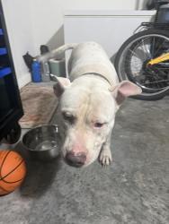 Found/Stray Male Dog last seen Gaynor/JA Bombardier, Palm Bay, FL 32908