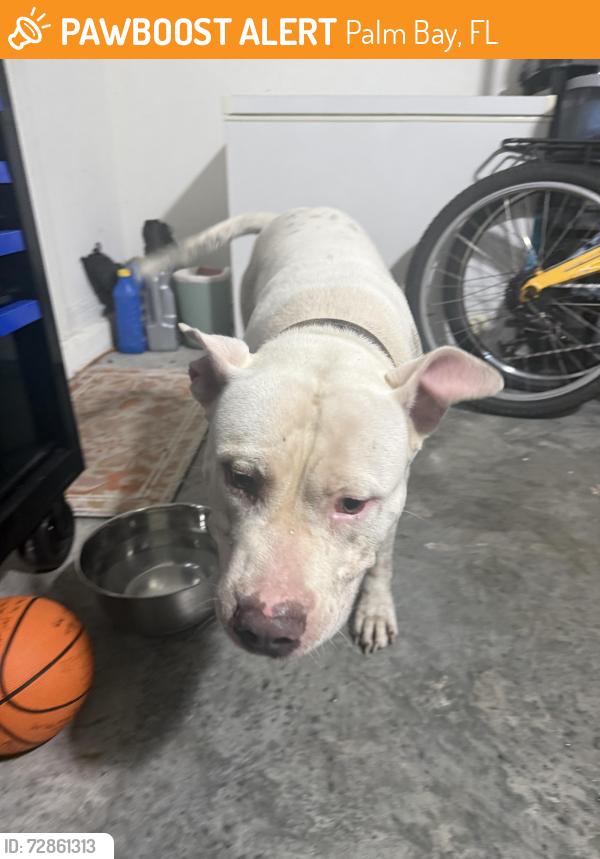 Found/Stray Male Dog last seen Gaynor/JA Bombardier, Palm Bay, FL 32908