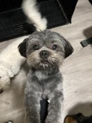 Lost Male Dog last seen Rain Cloud Dr. , Waxahachie, TX 75165