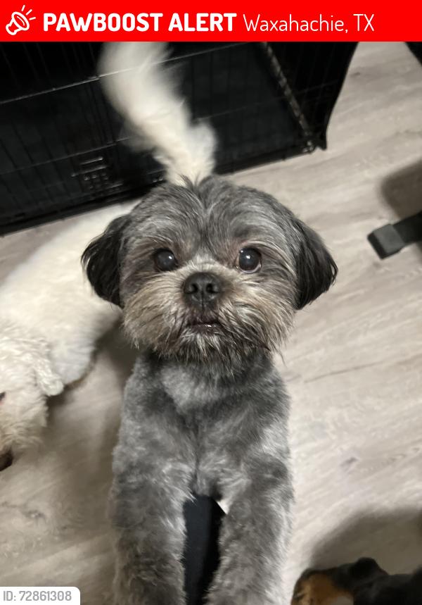 Lost Male Dog last seen Rain Cloud Dr. , Waxahachie, TX 75165