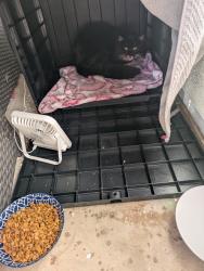 Found/Stray Male Cat last seen Oxford Park, Phoenix, AZ 85027
