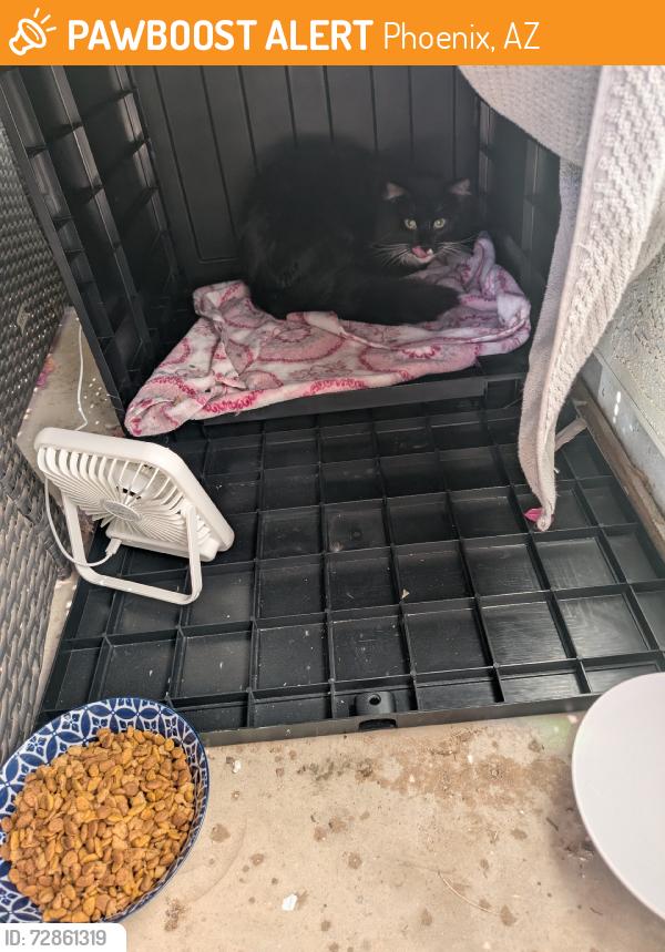 Found/Stray Male Cat last seen Oxford Park, Phoenix, AZ 85027