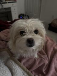 Reunited Female Dog last seen Near 10025 Nesbit ave , El Paso, TX 79924