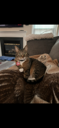 Lost Male Cat last seen Signal hill park, Manassas, VA 20111