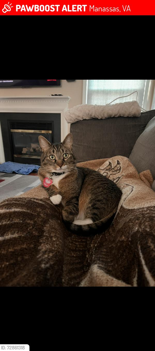 Lost Male Cat last seen Signal hill park, Manassas, VA 20111