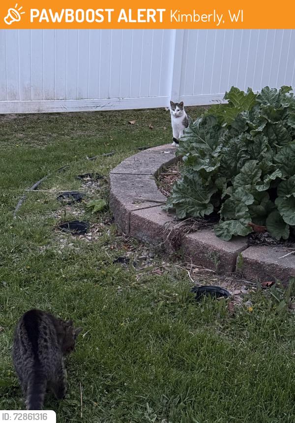 Found/Stray Unknown Cat last seen Sidney st , Kimberly, WI 54136