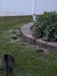 Found/Stray Unknown Cat last seen Sidney st , Kimberly, WI 54136
