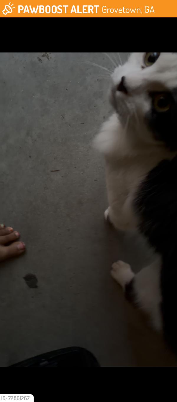 Found/Stray Unknown Cat last seen woodward place, Grovetown, GA 30813