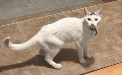 Found/Stray Female Cat last seen San Antonio and W. Vesta st, Ontario, CA 91762