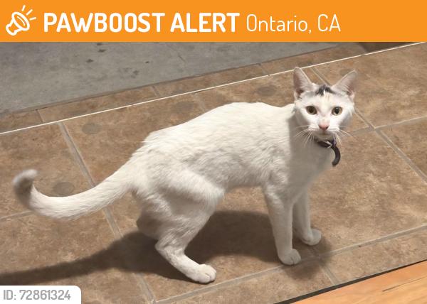 Found/Stray Female Cat last seen San Antonio and W. Vesta st, Ontario, CA 91762