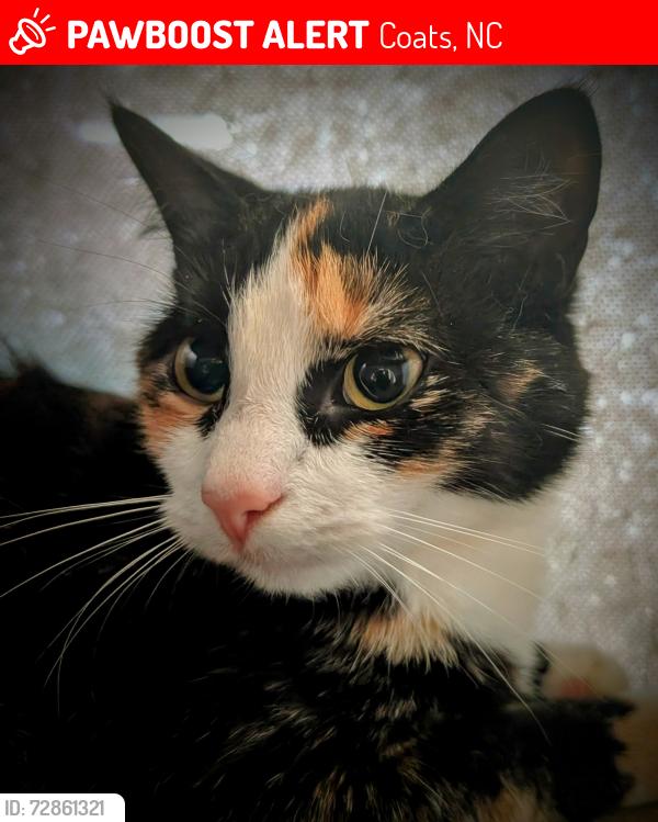 Lost Female Cat last seen Coats, NC, Coats, NC 27521