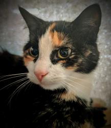 Lost Female Cat last seen Coats, NC, Coats, NC 27521