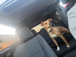 Reunited Male Dog last seen el segundo , Hawthorne, CA 90250
