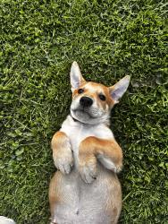 Lost Male Dog last seen Moores ridge church , French Lick, IN 47432