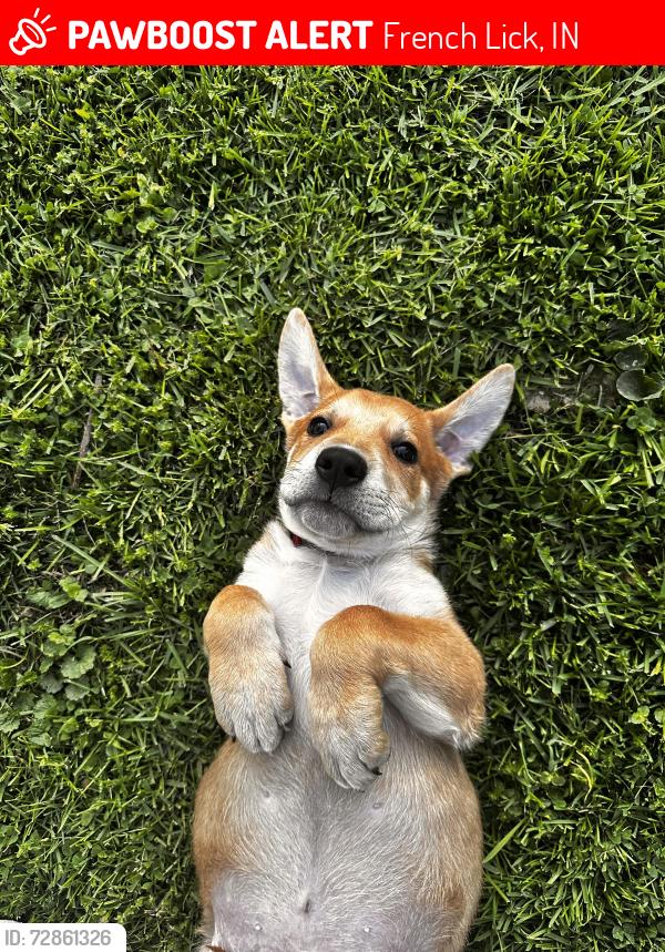 Lost Male Dog last seen Moores ridge church , French Lick, IN 47432