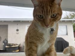 Lost Male Cat last seen I Castleford and Rotterdam ct , Antioch, CA 94509