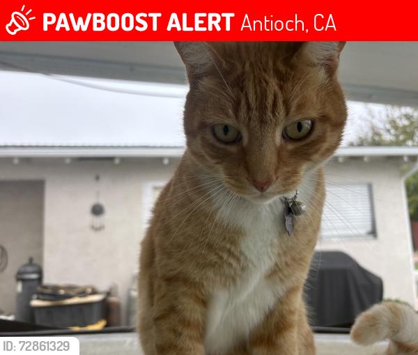 Lost Male Cat last seen I Castleford and Rotterdam ct , Antioch, CA 94509
