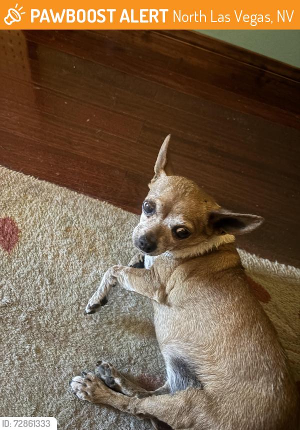 Found/Stray Female Dog last seen Pecos and Carey , North Las Vegas, NV 89030