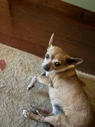 Found/Stray Female Dog last seen Pecos and Carey , North Las Vegas, NV 89030